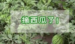 瓜票可以吃吗,揭秘能否一票在手，美食尽享