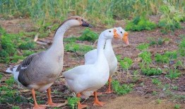 鹅吃大瓜,鹅戏瓜间乐逍遥