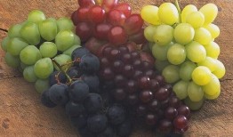 吃瓜小熊葡萄,吃瓜小熊的葡萄奇遇记