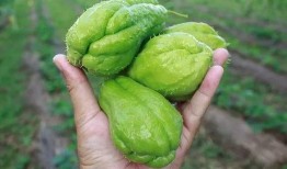 瓜哥喜欢吃瓜,探寻瓜哥的美食之旅