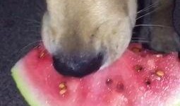 金毛吃牛角瓜,一场意外的健康危机