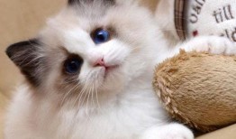 布偶可以吃蜜瓜,美味与健康的完美结合