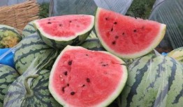吃瓜解渴吗,揭秘夏日消暑新风尚