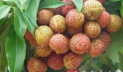 吃荔枝能吃瓜吗,同食相宜还是禁忌？