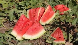 伴溪小院吃瓜,瓜香四溢，共享夏日清凉时光