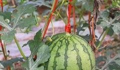 吃瓜群众福利分享,吃瓜群众专属福利大放送！