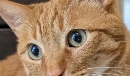 吃瓜猫猫头像高清,高清吃瓜猫猫头像魅力解析