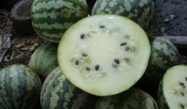 吃瓜怎样吃,解锁吃瓜的正确姿势