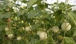 凤凰王子吃瓜,揭秘宫廷秘闻背后的宫廷美食传奇