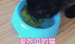 猫咪快乐吃瓜视频,猫咪吃瓜视频萌态十足