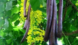 便秘吃羊角瓜,健康生活新选择