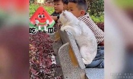 西南吃瓜f4,揭秘网红圈层的美食狂欢与社交魅力