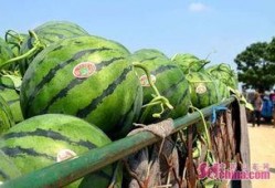 51瓜姐吃瓜基地