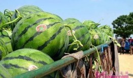 51瓜姐吃瓜基地