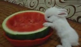 小兔跳舞吃瓜,欢乐时光尽享童趣