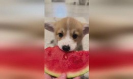 小狗吃瓜怎么画,趣味插画中的夏日风情