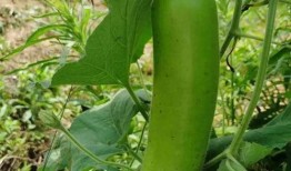 吃开瓜,探寻夏日消暑美食之旅