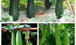 夏天吃瓜秋天吃,夏天吃瓜，秋天品果