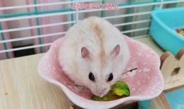 仓鼠会不会吃瓜