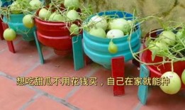 不用花钱买瓜吃