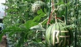 雨女吃瓜,一场别开生面的夏日盛宴