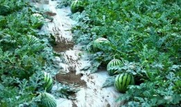 落星吃瓜,揭秘神秘星食瓜背后的宇宙奥秘