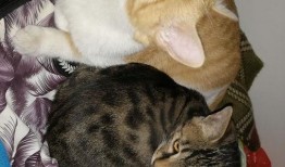 吃瓜猫单挑,一场猫界的巅峰对决