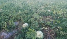 有哪些吃瓜的论坛,网络热议背后的真相与趣味