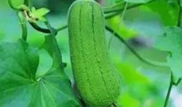 三根吃瓜
