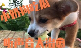狗会吃瓜,瓜果乐园大揭秘