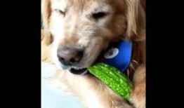 金毛吃牛角瓜,一场意外的健康危机