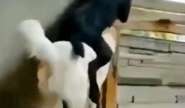 吃瓜群众的狗图片,吃瓜群众与狗狗的欢乐时光