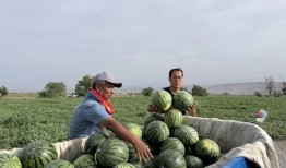 武当山吃瓜,探寻神秘仙山中的“吃瓜”传说