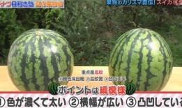 吃瓜不看瓜全部小说阅读,揭秘小说世界的精彩幕后