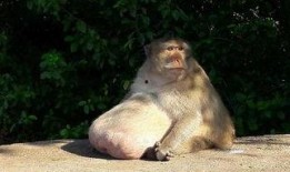 吃瓜成猴子,揭秘网络时代的“瓜文化”现象