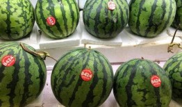 吃瓜7号,网络红人的崛起与影响力