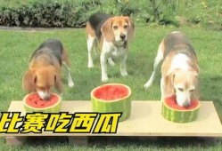 给狗子吃瓜,狗子欢享夏日美味时光