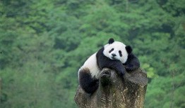 熊猫吃虎瓜,揭秘虎瓜的独特魅力