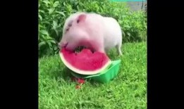 腐猪吃瓜,揭秘娱乐圈背后的秘密与八卦