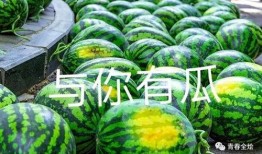 吃鸡绿州在哪吃瓜,瓜田乐享盛夏时光