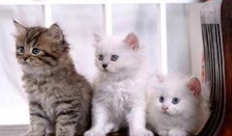 cat花海吃瓜,一场别开生面的猫花盛宴