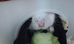 仓鼠会不会吃瓜