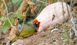 梦见小鸟吃瓜,小鸟吃瓜背后的神秘寓意