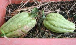 胃炎可以吃伊丽莎白瓜,伊丽莎白瓜助力健康饮食