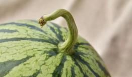 百万人吃瓜,一场全民“吃瓜”盛宴背后的网络现象解析