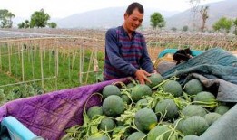 草坝镇吃瓜事件,一场引发热议的乡村奇闻