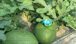 闻喜三姐吃瓜,揭秘农村生活的酸甜苦辣