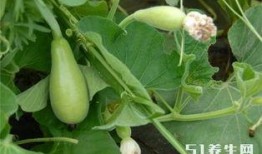 长期吃兰瓜好吗,长期食用兰瓜的健康益处解析