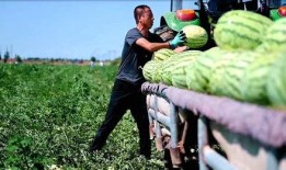 草坝镇吃瓜事件,一场引发热议的乡村奇闻