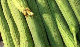 吃生的瓜长芽,探索生瓜长芽的奇妙之旅